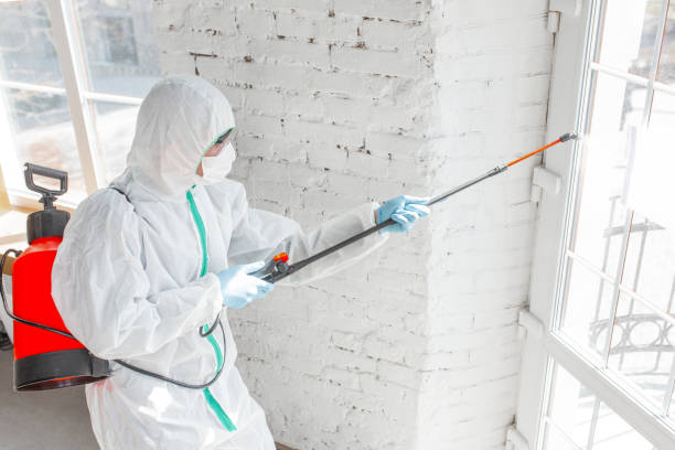 Mold Odor Removal Services in Gananda, NY